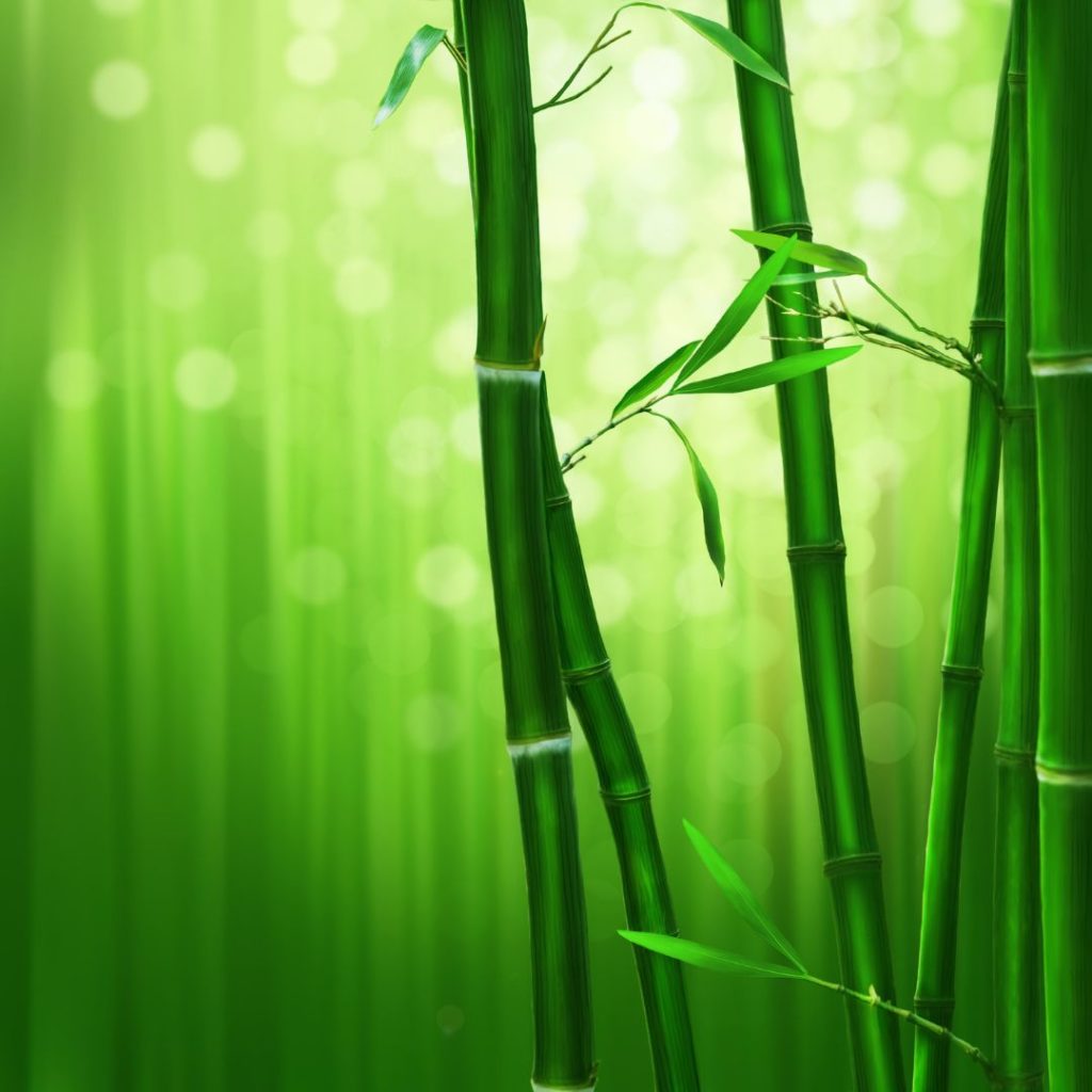 Bambu é símbolo do Reiki